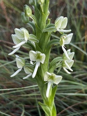 Habenaria epipactidea