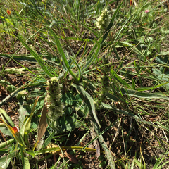 Echiostachys incanus