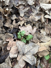 Chaerophyllum temulum