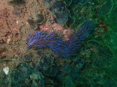 Pteraeolidia ianthina