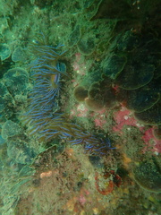 Pteraeolidia ianthina