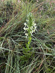 Habenaria epipactidea