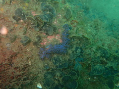Pteraeolidia ianthina