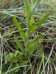 Habenaria epipactidea
