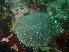 Pteraeolidia ianthina