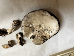 Agaricus bitorquis