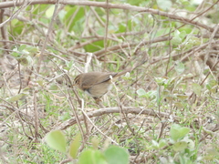 Phylloscopus fuscatus