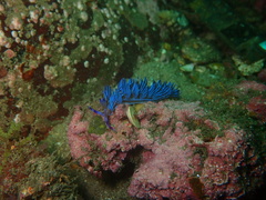 Pteraeolidia ianthina