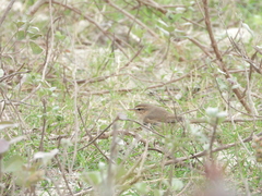 Phylloscopus fuscatus