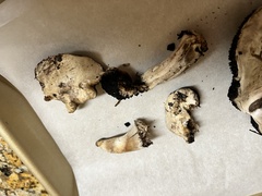 Agaricus bitorquis