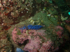 Pteraeolidia ianthina