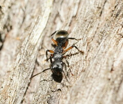 Polyrhachis femorata