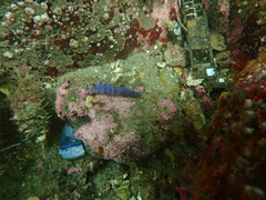 Pteraeolidia ianthina