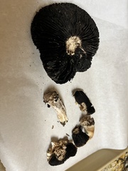 Agaricus bitorquis