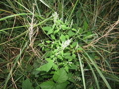 Chenopodium suecicum
