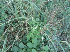 Chenopodium suecicum
