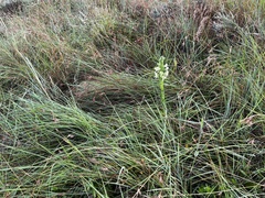 Habenaria epipactidea