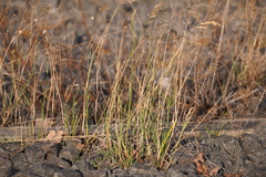 Poa