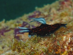 Roboastra gracilis