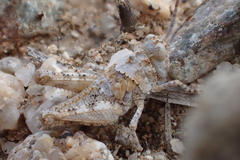 Trimerotropis californica