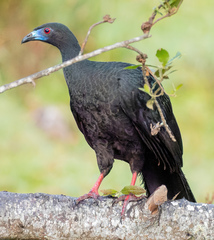 Chamaepetes unicolor