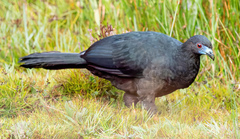 Chamaepetes unicolor