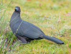 Chamaepetes unicolor