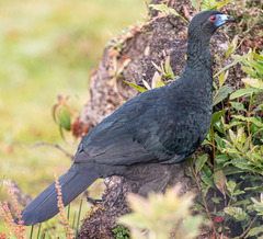 Chamaepetes unicolor