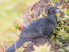 Chamaepetes unicolor