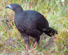 Chamaepetes unicolor