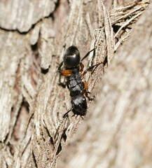 Polyrhachis femorata