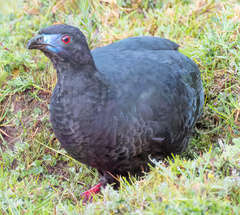 Chamaepetes unicolor