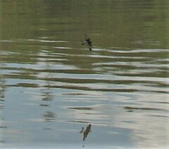 Tachycineta albilinea