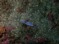 Goniobranchus thompsoni