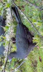 Chamaepetes unicolor