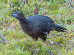 Chamaepetes unicolor