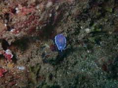 Goniobranchus thompsoni