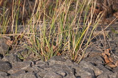 Poa