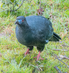Chamaepetes unicolor