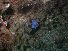 Goniobranchus thompsoni