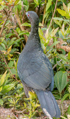 Chamaepetes unicolor