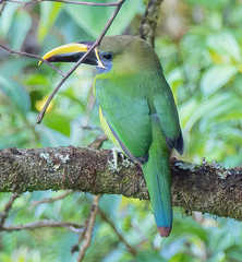 Aulacorhynchus prasinus