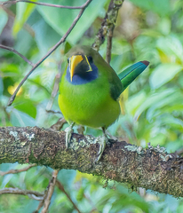 Aulacorhynchus prasinus