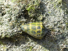 Conus ebraeus