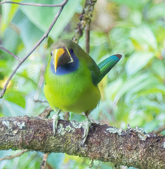 Aulacorhynchus prasinus