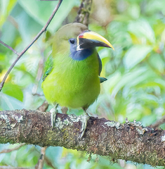 Aulacorhynchus prasinus