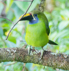 Aulacorhynchus prasinus