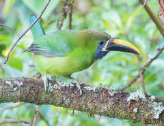 Aulacorhynchus prasinus