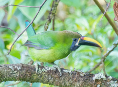 Aulacorhynchus prasinus