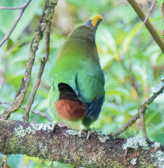 Aulacorhynchus prasinus